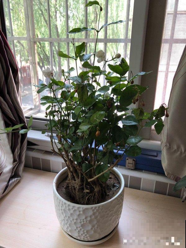 茉莉剪狠了，小心缓不过来，冬天叶子全掉光！