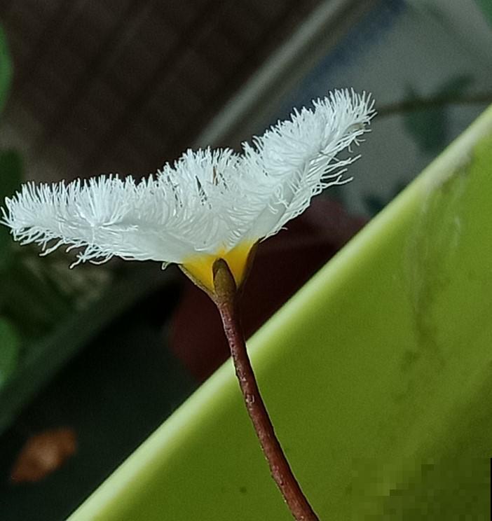 听说一片叶子能开花？放在水里，90天就能开花！