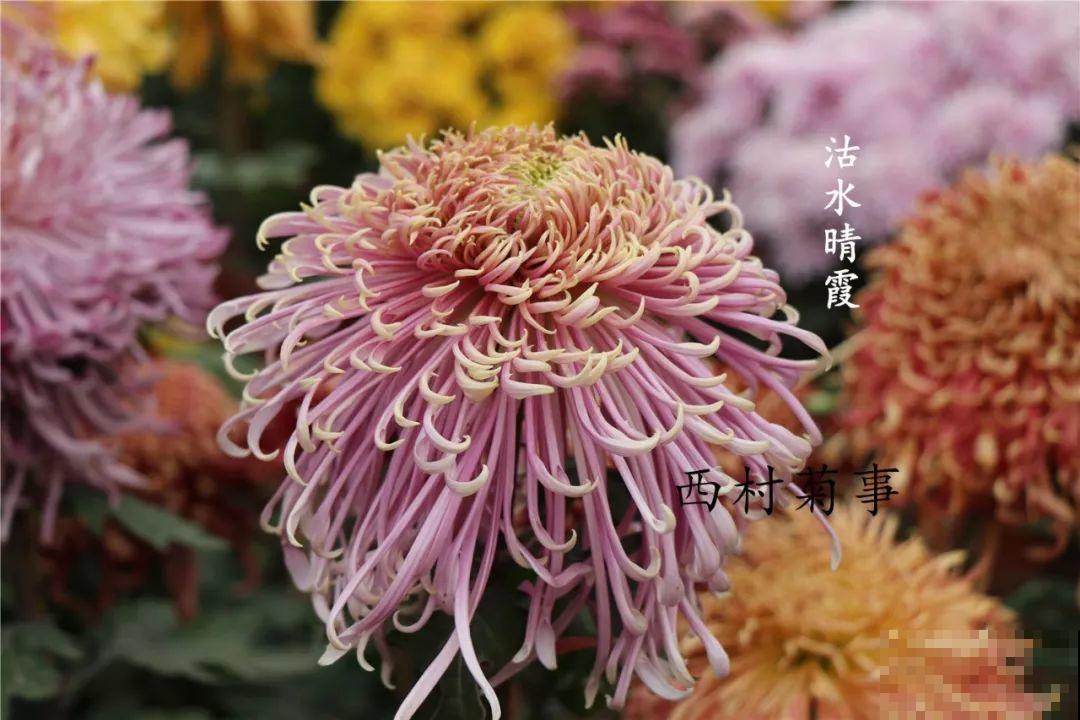秋天啥花都可以不养，唯独这1种，100盆都不嫌多！