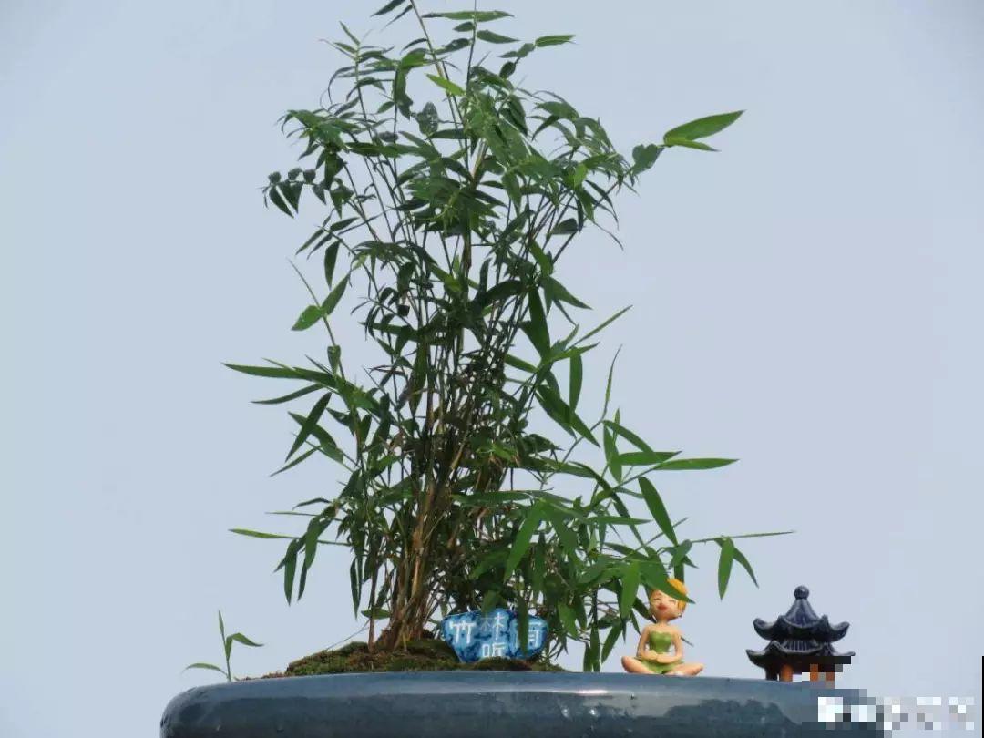 这6种盆景，春夏观花秋冬赏果，越养越值钱！