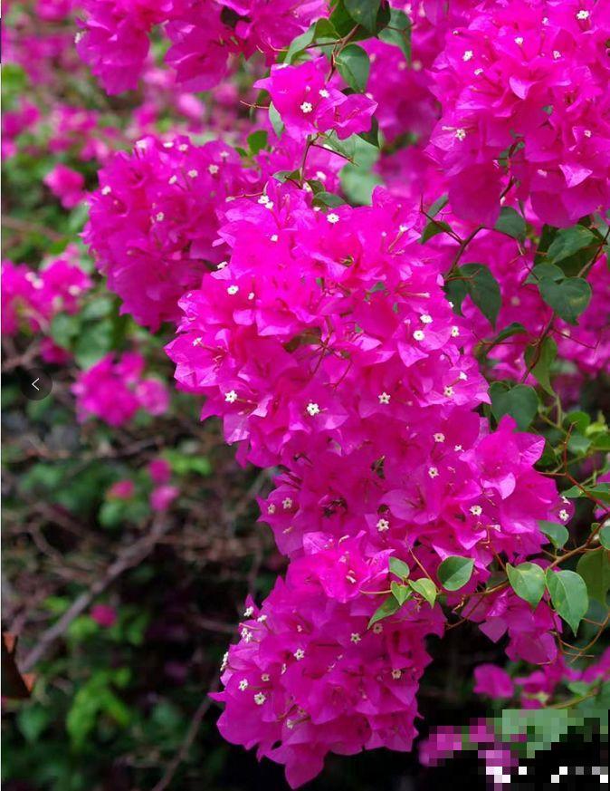 三角梅不开花？旱它15天，花苞蹭蹭往外冒！