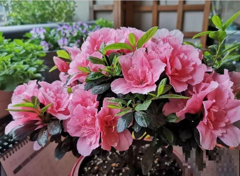 别嫌阳台小，种点花草，感觉真好！