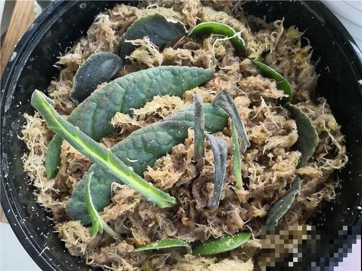 趁着秋天，这2种花赶紧扦插，分分钟变大户！