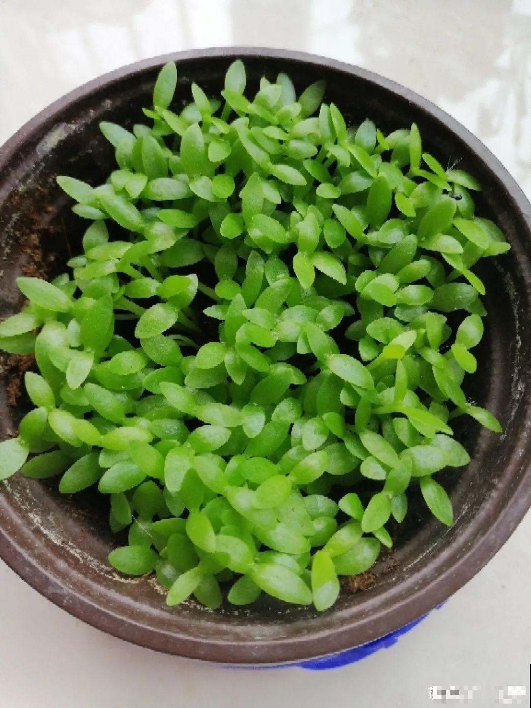 挖一勺果肉丢盆里，7天冒出小森林，比绿萝吊兰还好看！