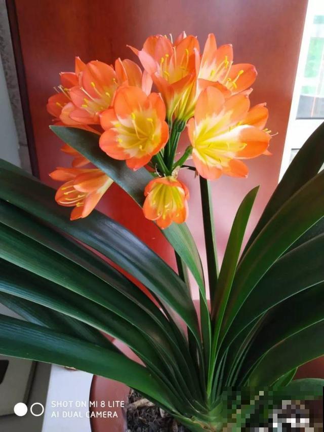养10年才开花，这花脾气可真大，赶紧多喂大补肥！