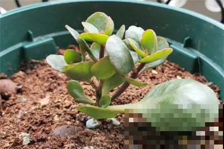 长寿花叶子摘一摘，一周就生根，跟绿萝一样省心！