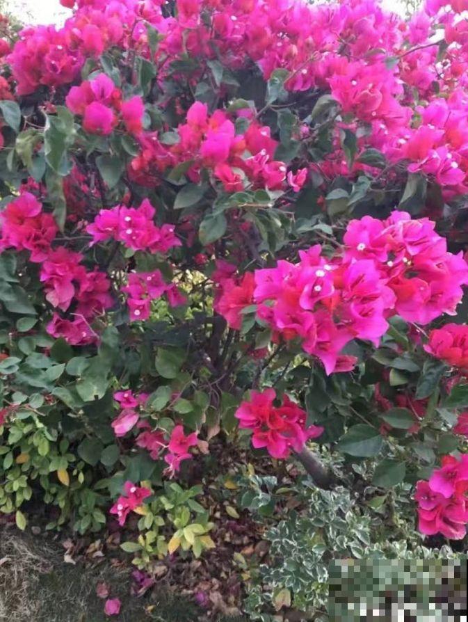 三角梅不开花？旱它15天，花苞蹭蹭往外冒！