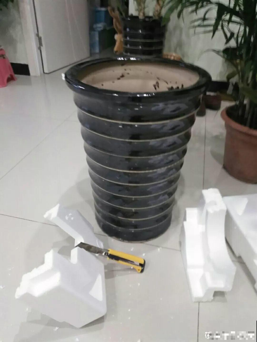 花盆里垫点它，浇点水就疯长，大白根挤满盆！
