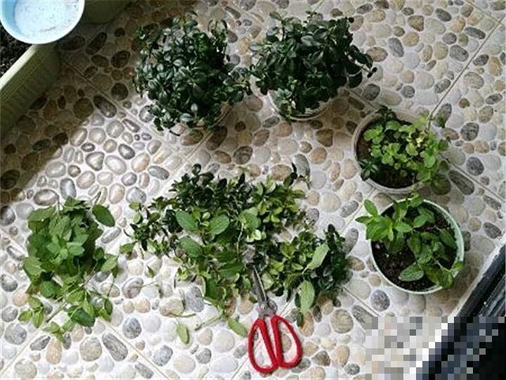 你家的金鱼吊兰是不是养成“菜”？这么养，一年四季都开花！
