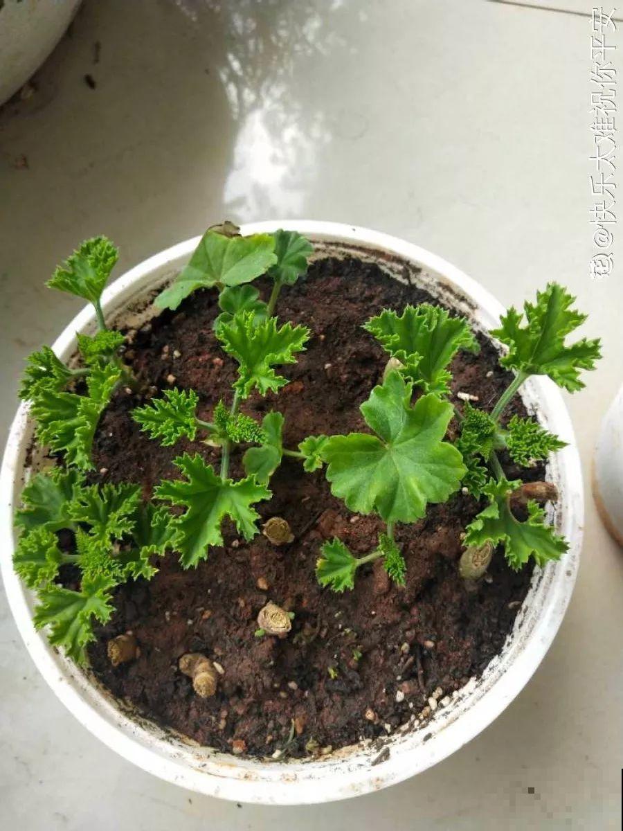 这花别养老桩，越老越不开花，砍1刀立马满头花苞！