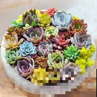 他把多肉上的白霜擦掉，结果一周就养死了，原来里面有这玄机！