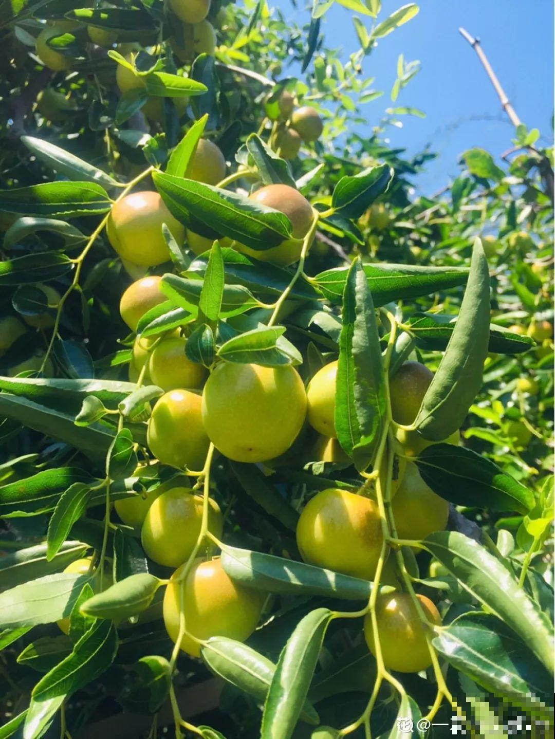 家里种棵守家树，夏天乘凉秋天结果，越养越有福气！