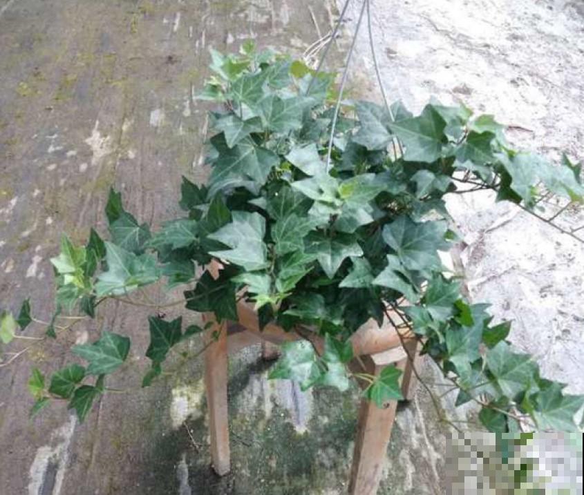 花叶常青藤扦插，两周就生根，叶子呼呼往上长！