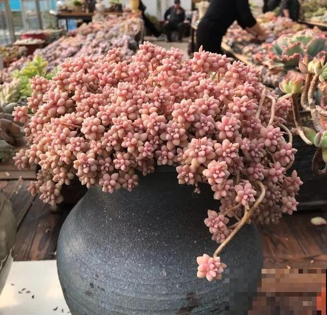 一排排的这种植物，整齐划一地放在阳台上，让人羡慕