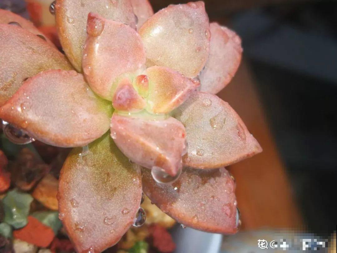 多肉洗个澡，瞬间变成水晶肉，个个都是仙气十足！