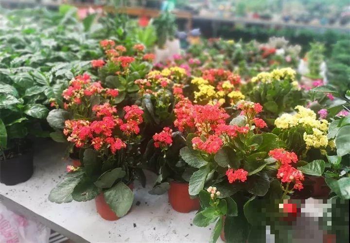 买花容易挑花眼？带本秘籍走，喜欢的花一盆也不落！