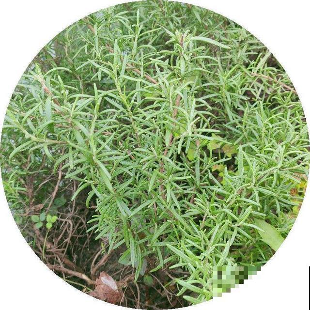 值得你养护的几种植物，容易养还有奇香，养好了家里天天香气弥漫