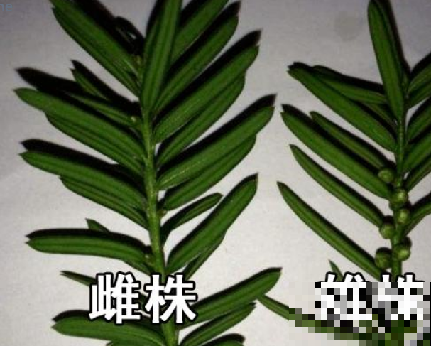 罕见红豆杉不好养，换种方法，红豆挂枝头！