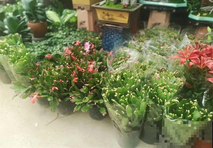 买花容易挑花眼？带本秘籍走，喜欢的花一盆也不落！