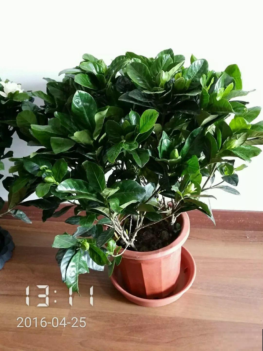 买回来就死翘翘，注意好这一点，开得比花店里还好