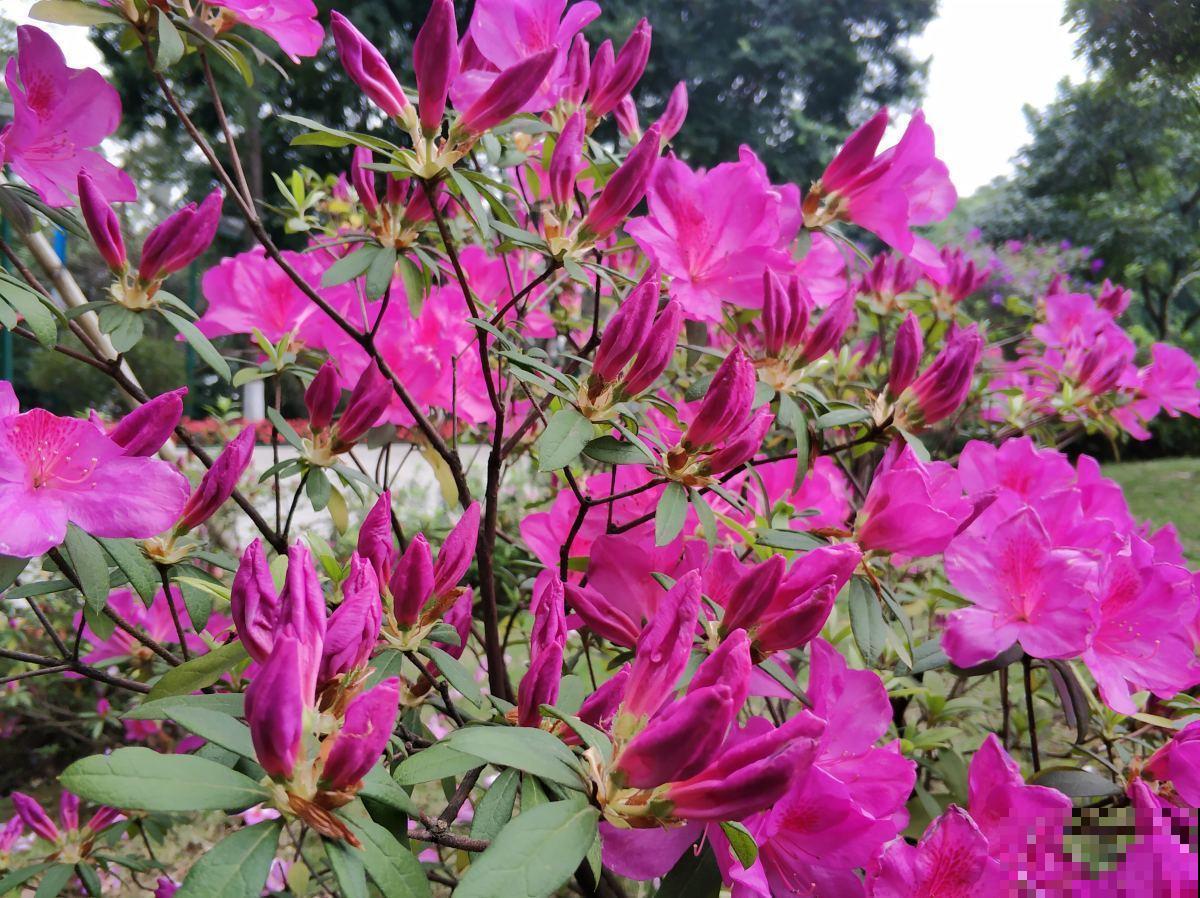 杜鹃花长得太美像玫瑰？做到这几点，花期还能提前