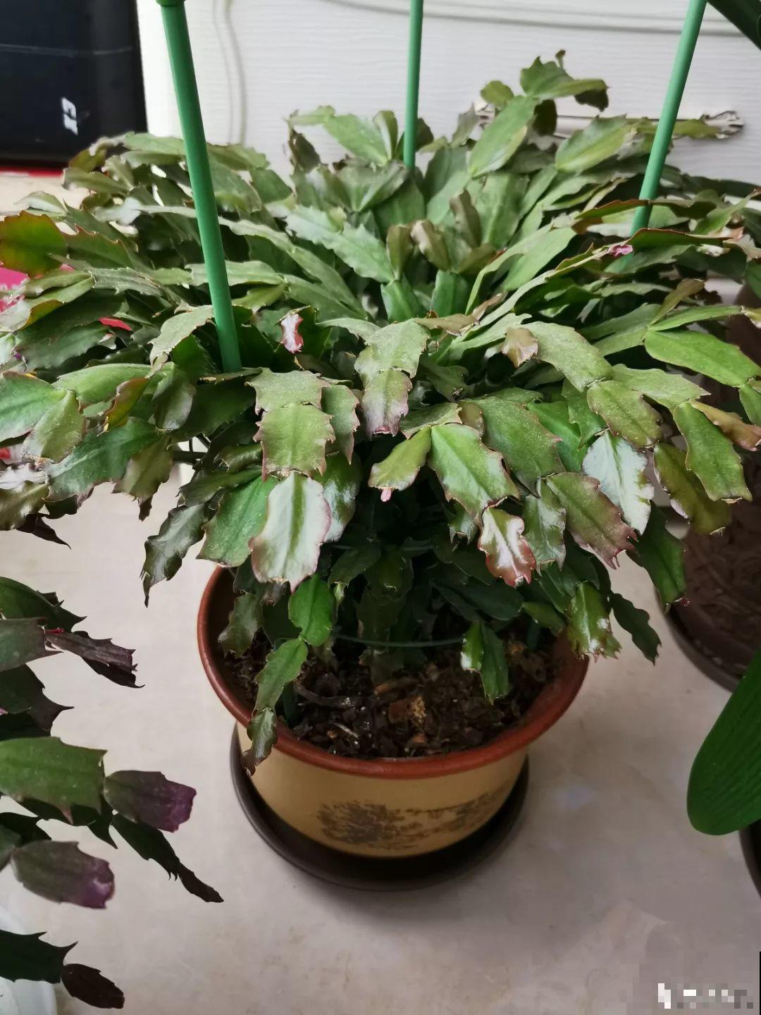 客厅养盆蟹爪兰，开花直冲房顶，谁看了都眼红！