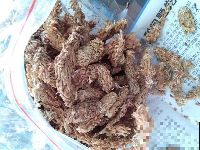 这花比绿萝还好养，摆客厅，名贵又有范儿