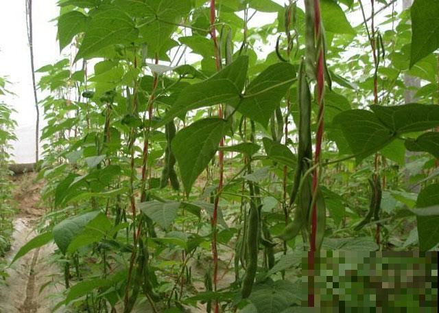 家里的菜园子不知道栽种些什么，种点它，一茬一茬吃不完！