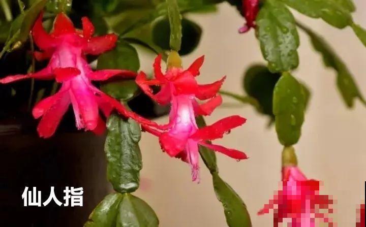 蟹爪兰也有假？买花时睁大眼，小心被骗！