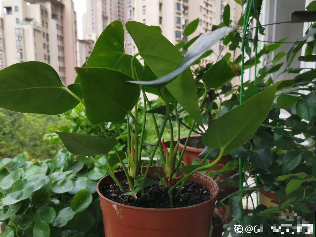 这花喜湿怕干，但指的是喷而不是浇，难怪养养就烂根了！
