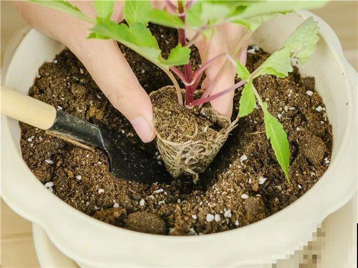 养这花真过瘾，剪一茬开一茬，一年能开3季！