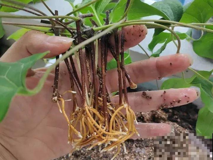 这花越养越上瘾，一小把埋土里，明年能开整面墙！