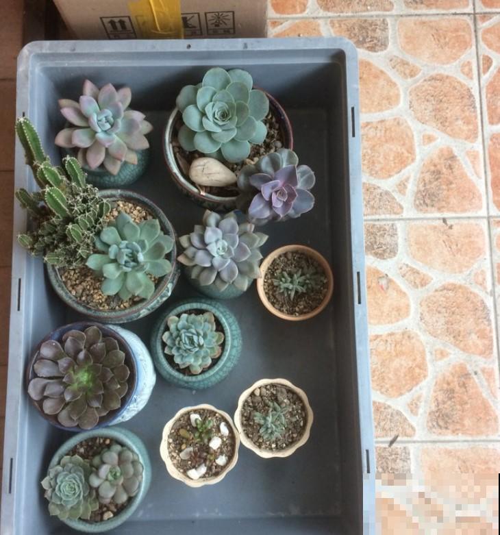 冬季养花，几点不注意，养一盆死一盆！