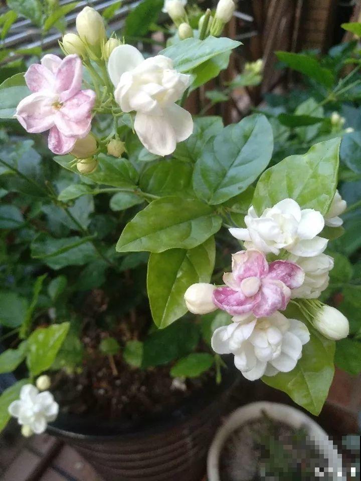 这花颜值高味还香，趁着没败摘两朵，用来做饭喷香！