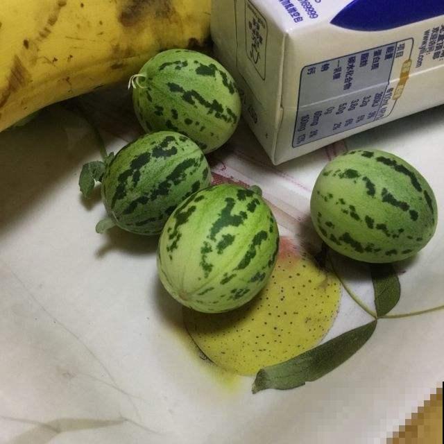 这些水果吃了不要扔，顺手把核种土里，来年长成小盆栽！