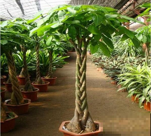 你们家里有养这些绿植吗？净化空气，关键还能护眼！