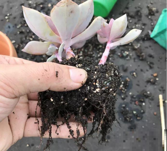 换盆时机到了，有这花赶紧换，叶子疯长猛开花！
