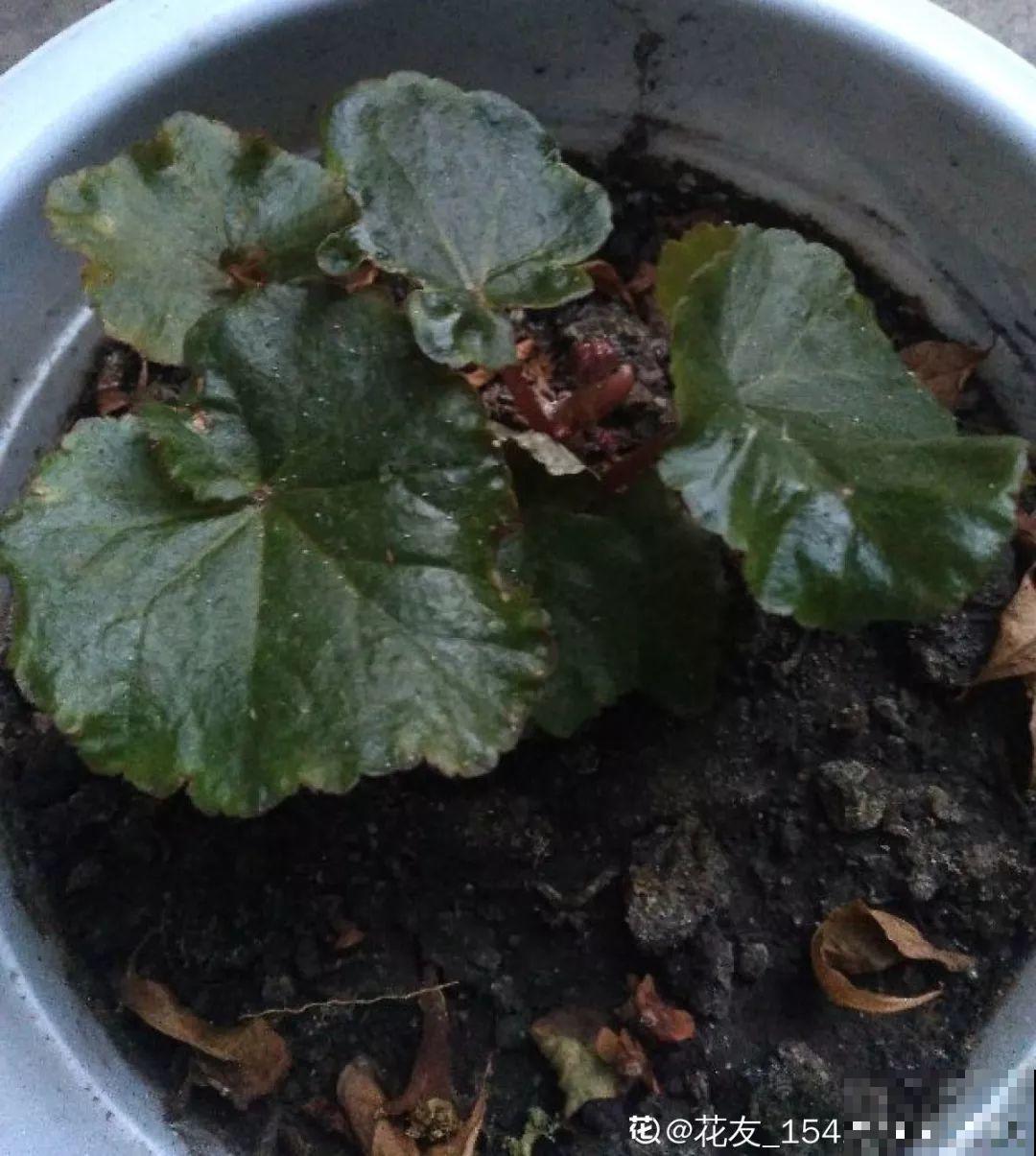 4种花现在赶紧剪，剃光头撸光叶，越狠越爆盆！