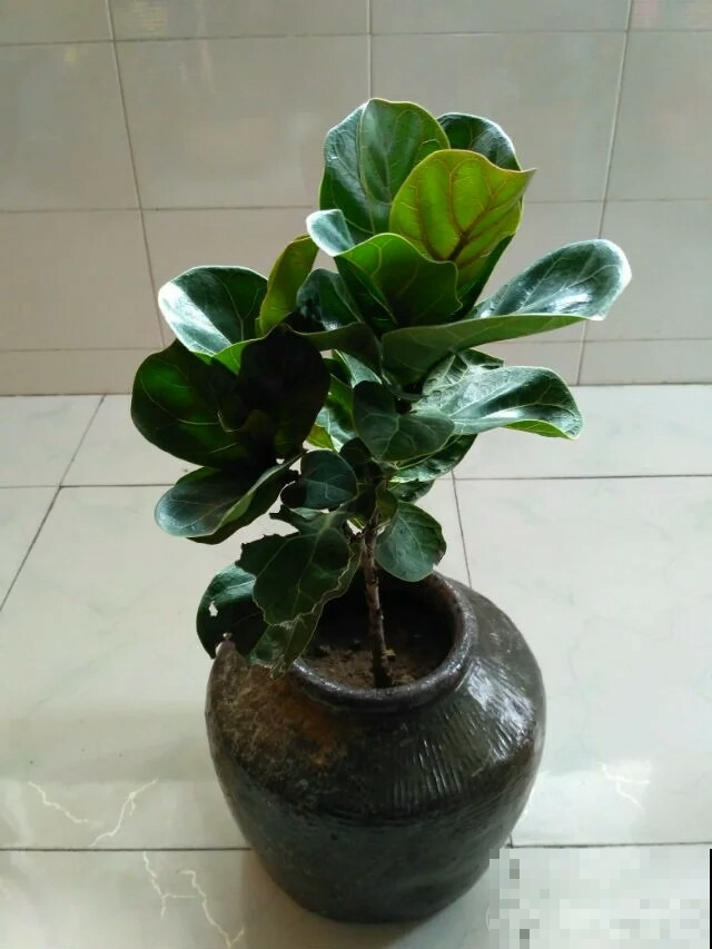 几种观叶植物，养在家里很很大气，比花漂亮多了！