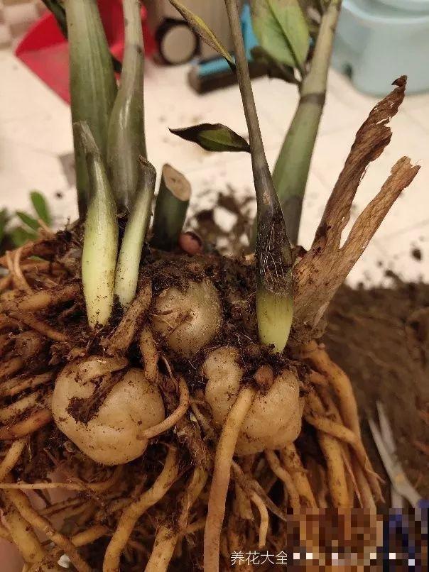 4种花现在赶紧剪，剃光头撸光叶，越狠越爆盆！