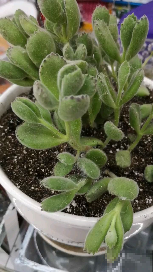3种多肉最怕喷水，一点不注意，叶子长满病斑！