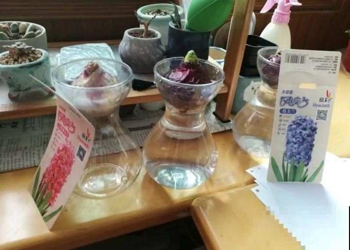 秋冬把它扔水里，不用施肥就开花，比绿萝还好养！