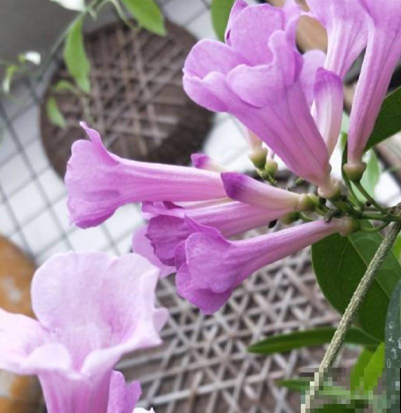 “开花机器”蒜香藤，养在自家阳台，开花数量数不过来！