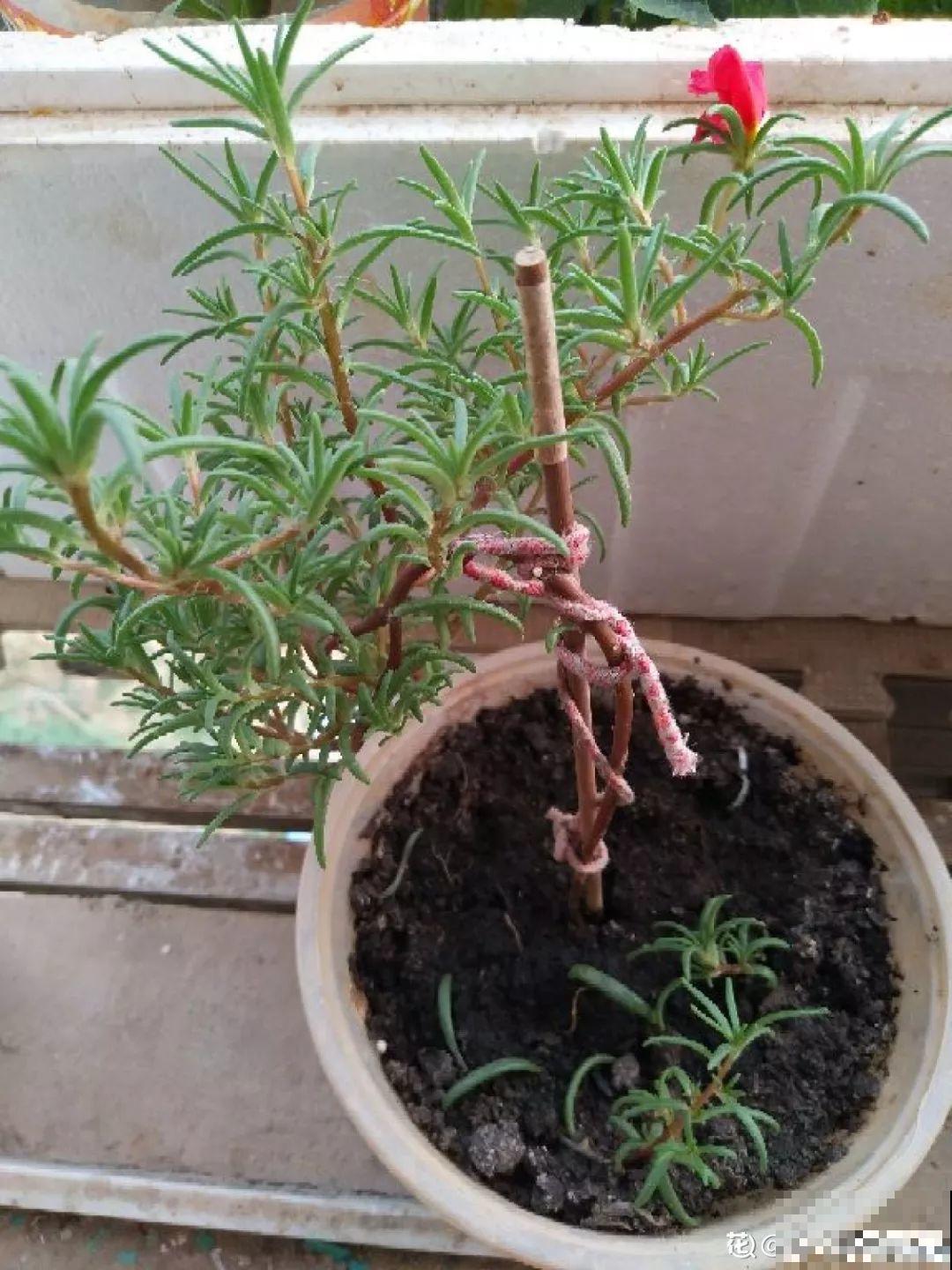 把花插在油桶里，疯狂晒7天，开成大花柱！