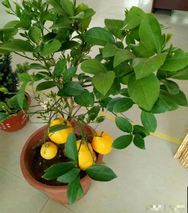 花香堪比香水，邻居大妈都追着问，眼馋极了