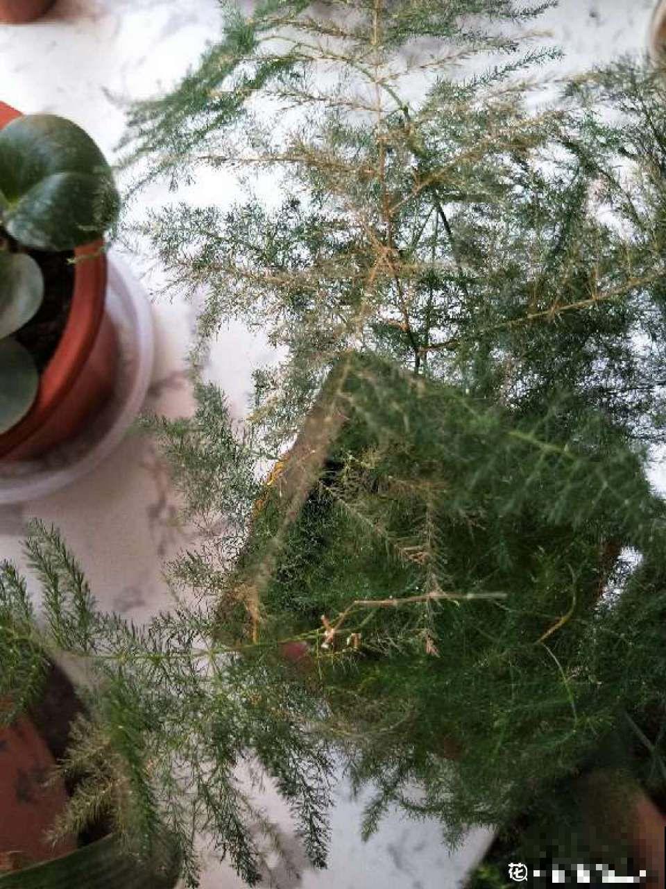 这7种花，耐阴不抗晒，放错位置不用一周叶子就枯了！