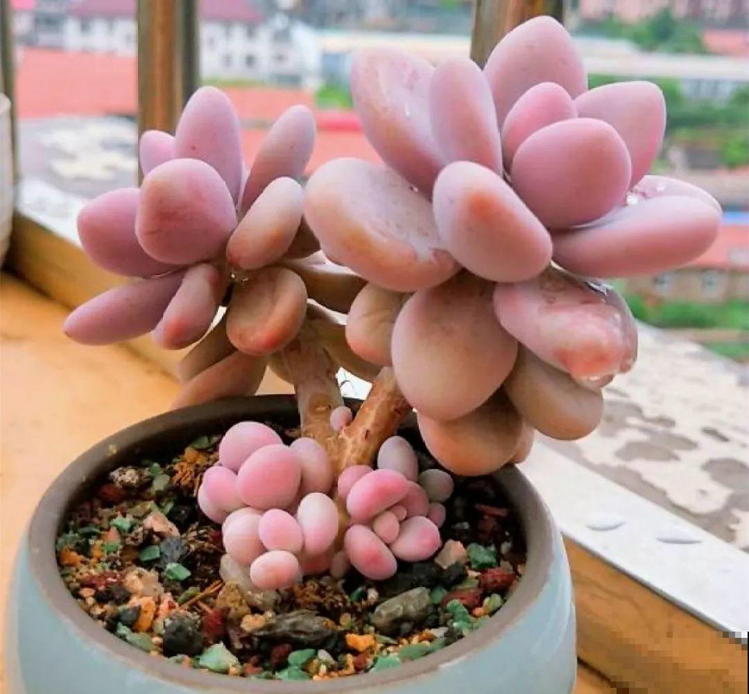 出门1个月，这花没人管也死不了，回来竟然长爆盆！