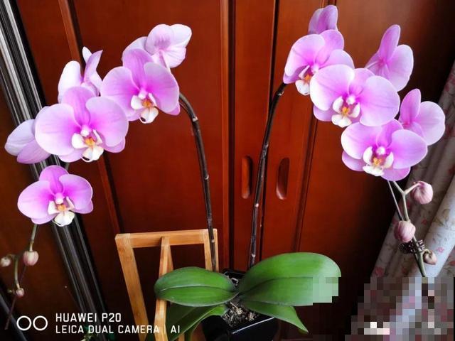 这花比绿萝还好养，摆客厅，名贵又有范儿