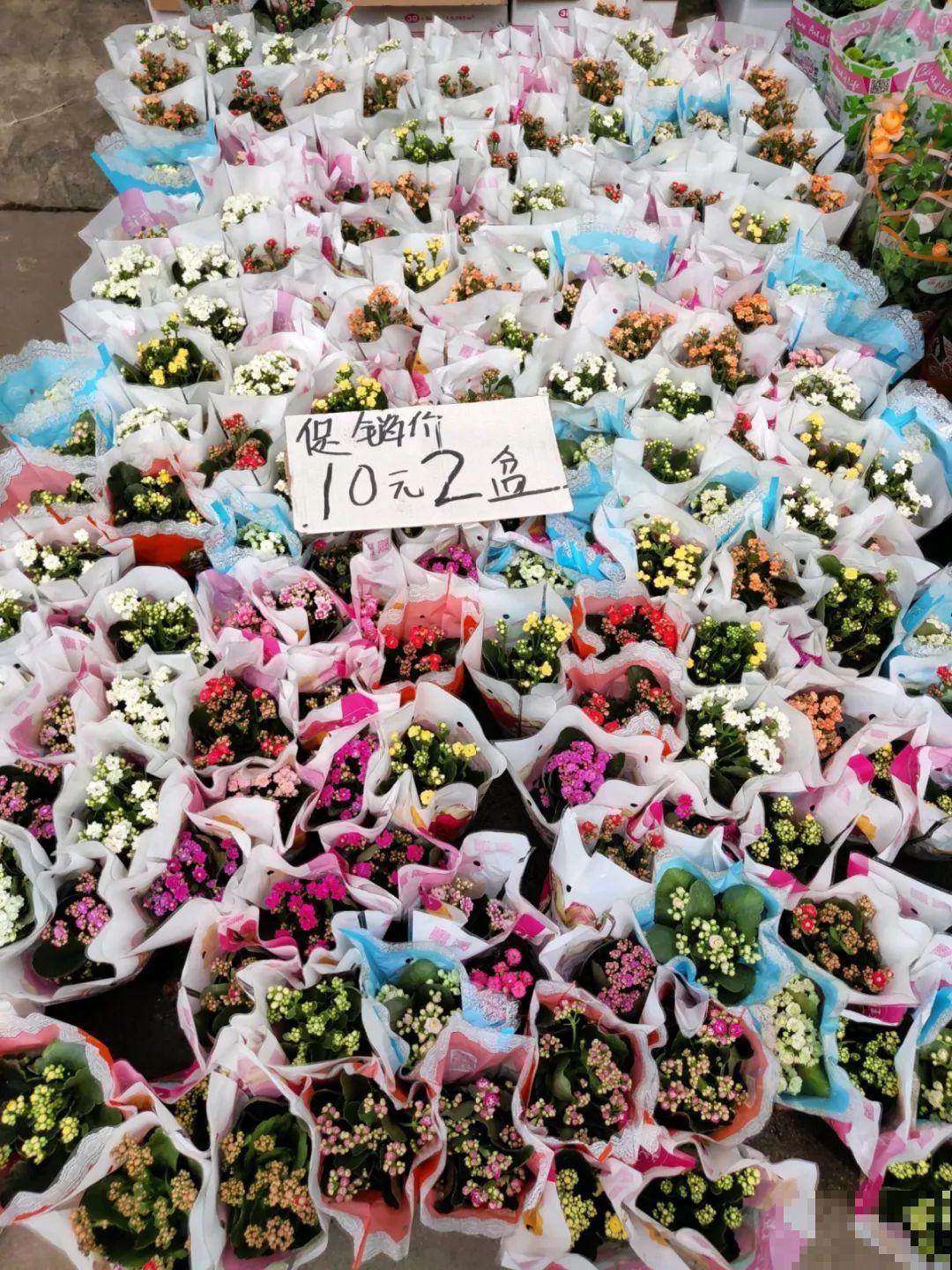 9月份逛花市，这花最好看、最好养，放心抱回家！