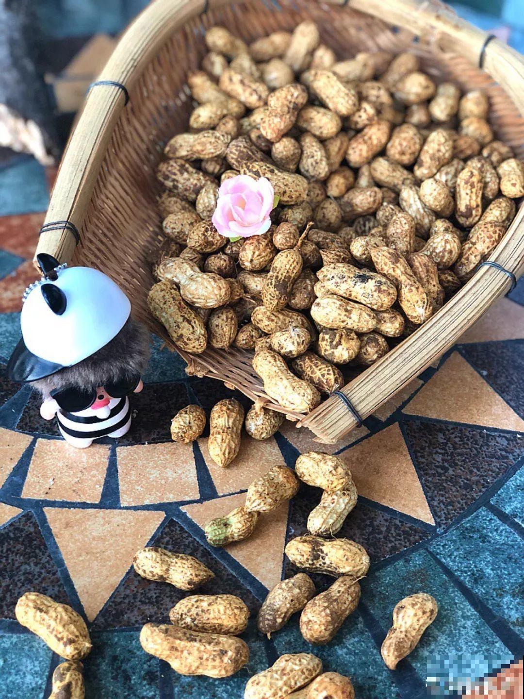 换盆的旧土别扔了，加点它闷一闷，又肥得流油！